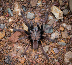'Origin of giant spiders in Africa'